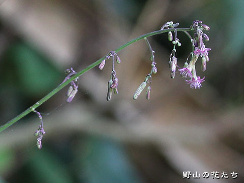 ムラサキニガナ－花