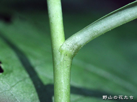 ムラサキニガナ－茎