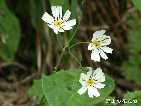 シロバナハナニガナ－花