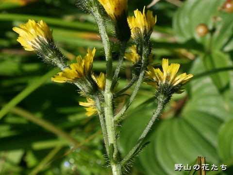カンチコウゾリナ－花