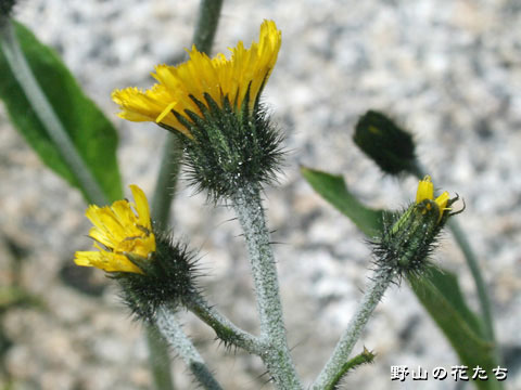 ミヤマコウゾリナ－花２
