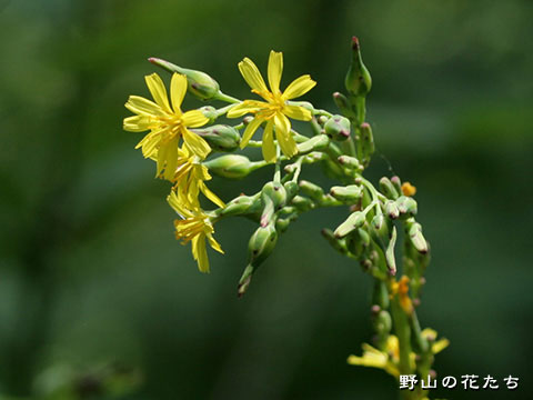 ヤマニガナ－花