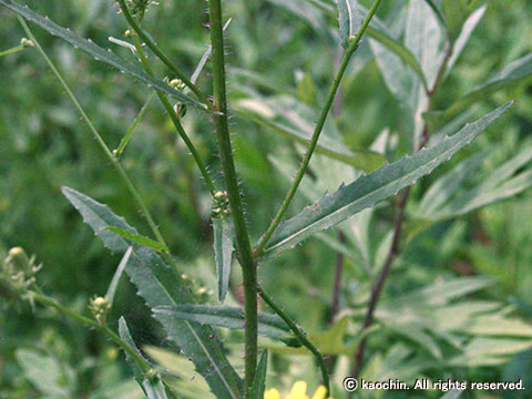 アカイシコウゾリナ－茎・葉
