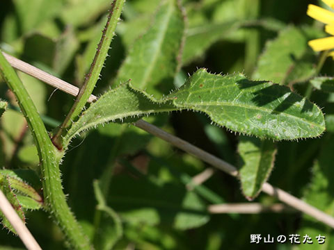 ハマコウゾリナ－葉・茎