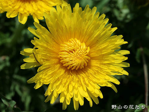 エゾタンポポ－花