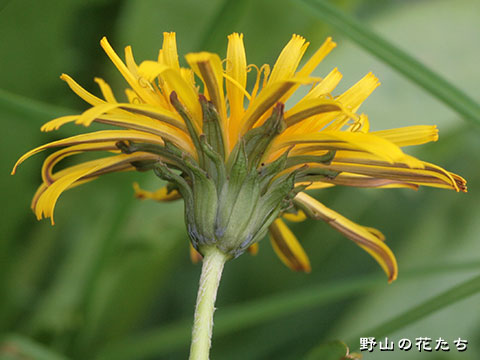 シロウマタンポポ－花