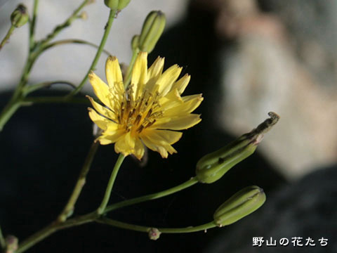 カワラニガナ－花