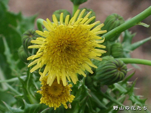 オニノゲシ－花