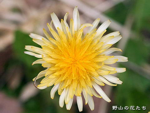 オクウスギタンポポ－花