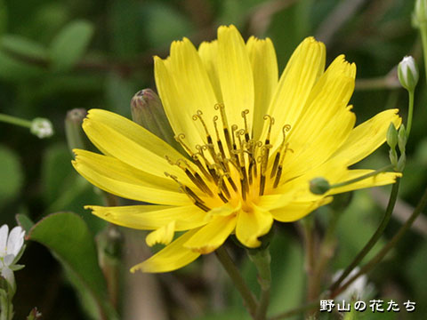 オオジシバリ－花