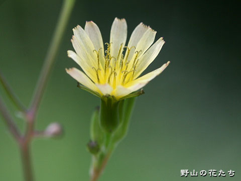 ノニガナ－花