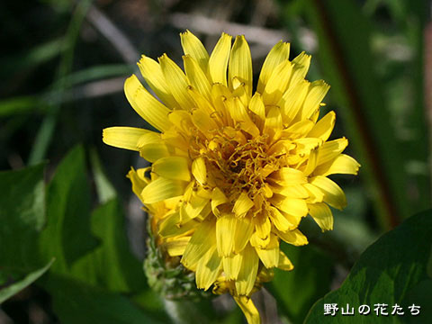 クザカイタンポポ－花
