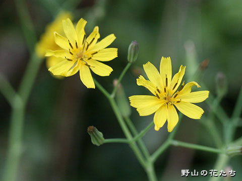 イソニガナ－花