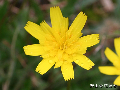 カワリミタンポポモドキ－花