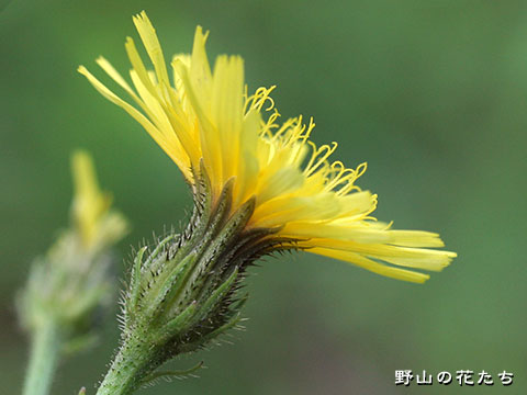 コウゾリナ－花