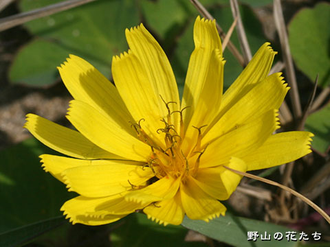 ハマニガナ－花