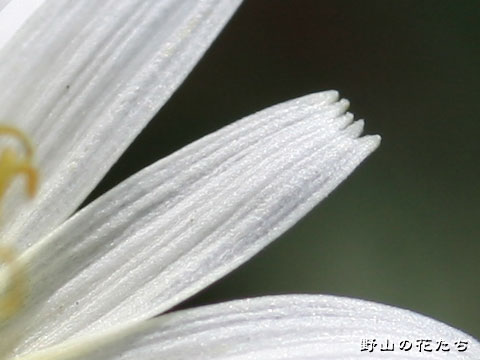 シロバナタンポポ－花６