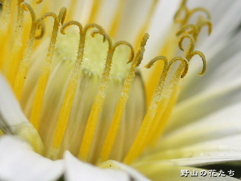 シロバナタンポポ－花５