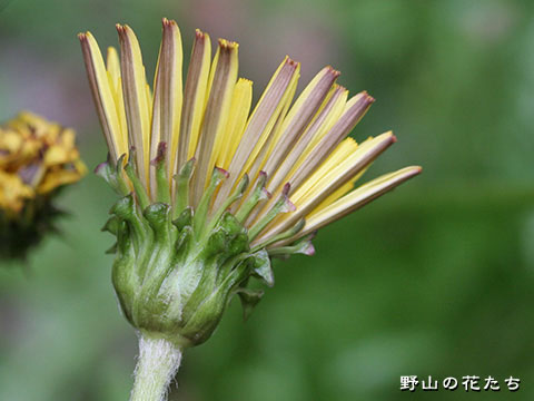 ヒロハタンポポ－花