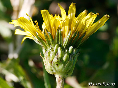 エゾタンポポ－花２