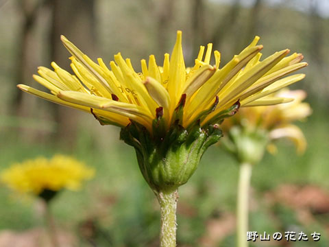 カントウタンポポ－花