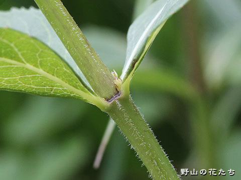 ツリガネニンジン－茎