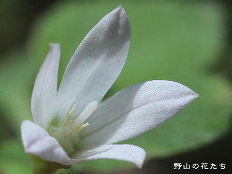 タニギキョウ－花
