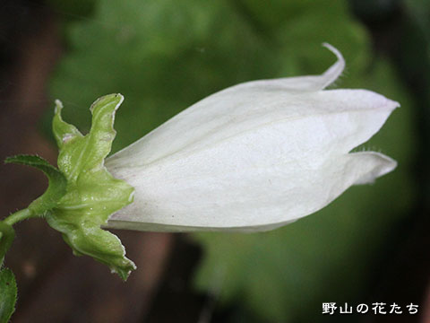 シマホタルブクロ－花