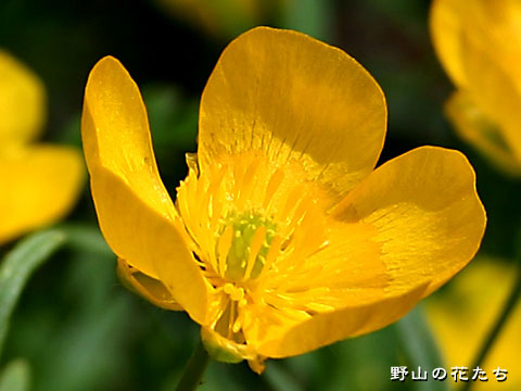 ミヤマキンポウゲ－花