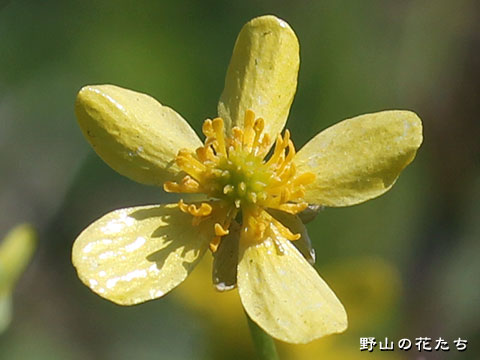 ヒキノカサ－花３
