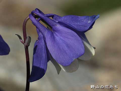 ミヤマオダマキ－花