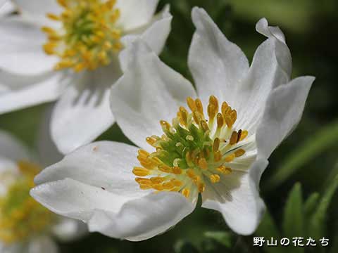 エゾノハクサンイチゲ－花２