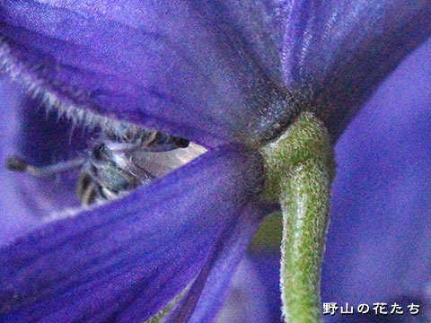キタザワブシ－花４