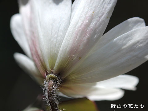 オクノアズマイチゲ－花５