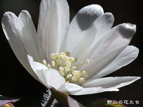 オクノアズマイチゲ－花２