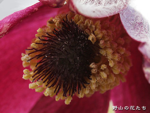 オキナグサ－花３