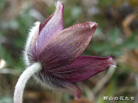 オキナグサ－花４