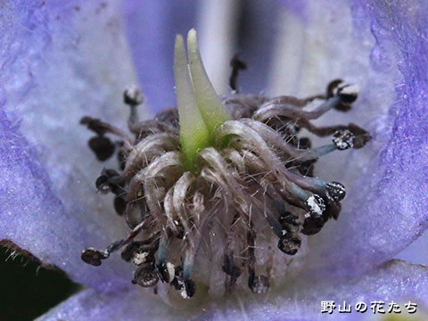 オンタケブシ－花４