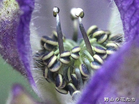 サンチュウトリカブト－花２