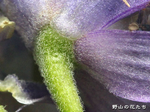 オクトリカブト－花３