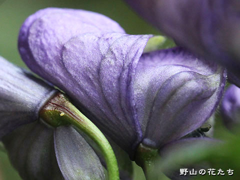 サンチュウトリカブトxカワチブシ－花