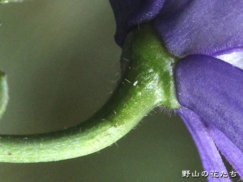 サンチュウトリカブトxカワチブシ－花２
