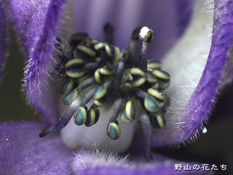 サンチュウトリカブトxカワチブシ－花３