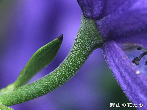 ヤマトリカブト－花柄