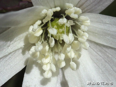 アズマイチゲ－花２