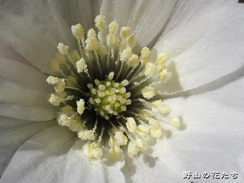 オクノウズマイチゲ－花３