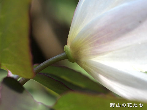 アズマイチゲ－花３