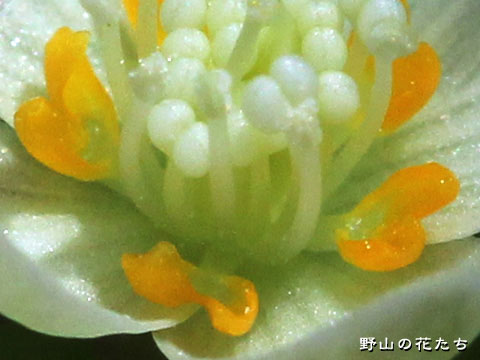 トウゴクサバノオ－花５