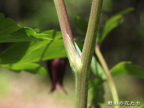 ヤマオダマキ－茎