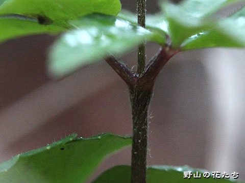 ヒメイチゲ－茎